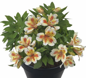 /images/plants/ALSTROEMERIA_INTICANCHA_SUNSET.jpg