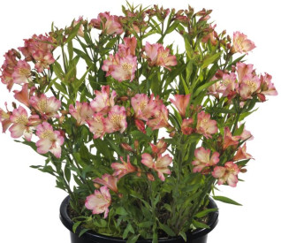 /images/plants/ALSTROEMERIA_SUMMER_BREAK.jpg