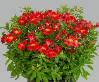 /images/plants/ALSTROEMERIA_SUMMER_HEAT.jpg