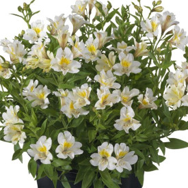 /images/plants/ALSTROEMERIA_SUMMER_ICE.jpg