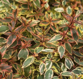 /images/plants/Abelia_Tricolor_Charm.jpg