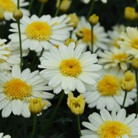 /images/plants/Argyranthemum_Lemon_Cupcake.jpg