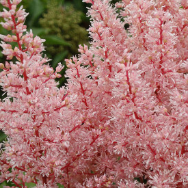 /images/plants/Astilbe_Look_at_Me.jpg