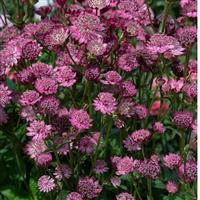 /images/plants/Astrantia_Button_Cerise.jpg