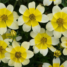 /images/plants/Bidens_Golden_Eye_Improved.jpg