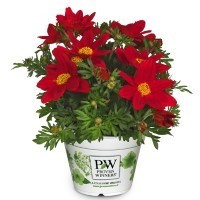 /images/plants/Bidens_Nice_n_Spicy.jpg