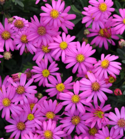 /images/plants/Brachyscome_Magenta_Delight.JPG