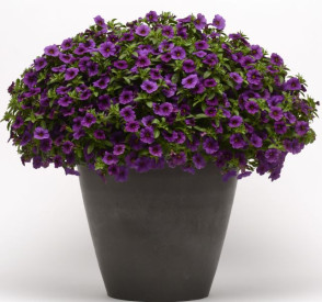 /images/plants/Calibrachoa_Cabaret_Dark_Blue.JPG