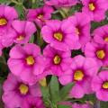 /images/plants/Calibrachoa_Can_Can_Pink_Punch.jpg