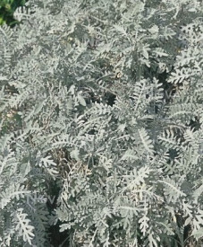 /images/plants/Centaurea-Silver-Feather.jpg