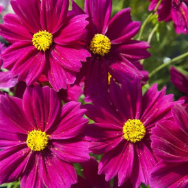 /images/plants/Cosmos_Apollo_Carmine.jpg