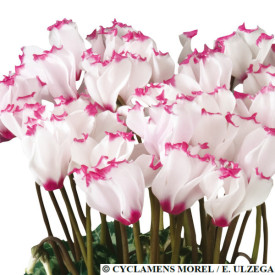 /images/plants/Cyclamen_Absolu_Victoria.jpg