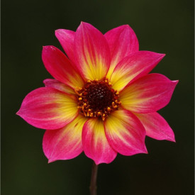 /images/plants/Dahlia_Mystic_Sparkler.jpg