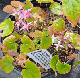 /images/plants/Epimedium_Pink_Elf_2jpg.jpg