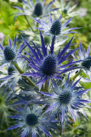 /images/plants/Eryngium-Big-Blue.jpg