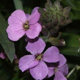 /images/plants/Erysimum_Bowle_s_Mauve.jpg