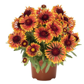 /images/plants/Gaillardia_Fanfare_Amber_Glow.jpg