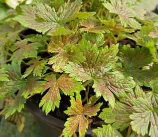 /images/plants/Geranium_Katherine_Adele.jpg