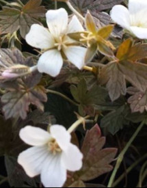 /images/plants/Geranium_Sanne.jpg