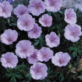 /images/plants/Geranium_Striatum.jpg