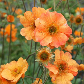 /images/plants/Geum_Totally_Tangerine.jpg