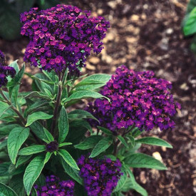 /images/plants/Heliotrope_Marine.jpg