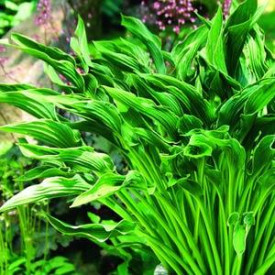 /images/plants/Hosta_Praying_Hands.jpg