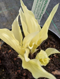 /images/plants/Hosta_White_Feather_.jpg