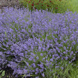 /images/plants/Lavandula_Essence_Purple.jpg