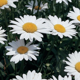 /images/plants/Leucanthemum_Becky.jpg