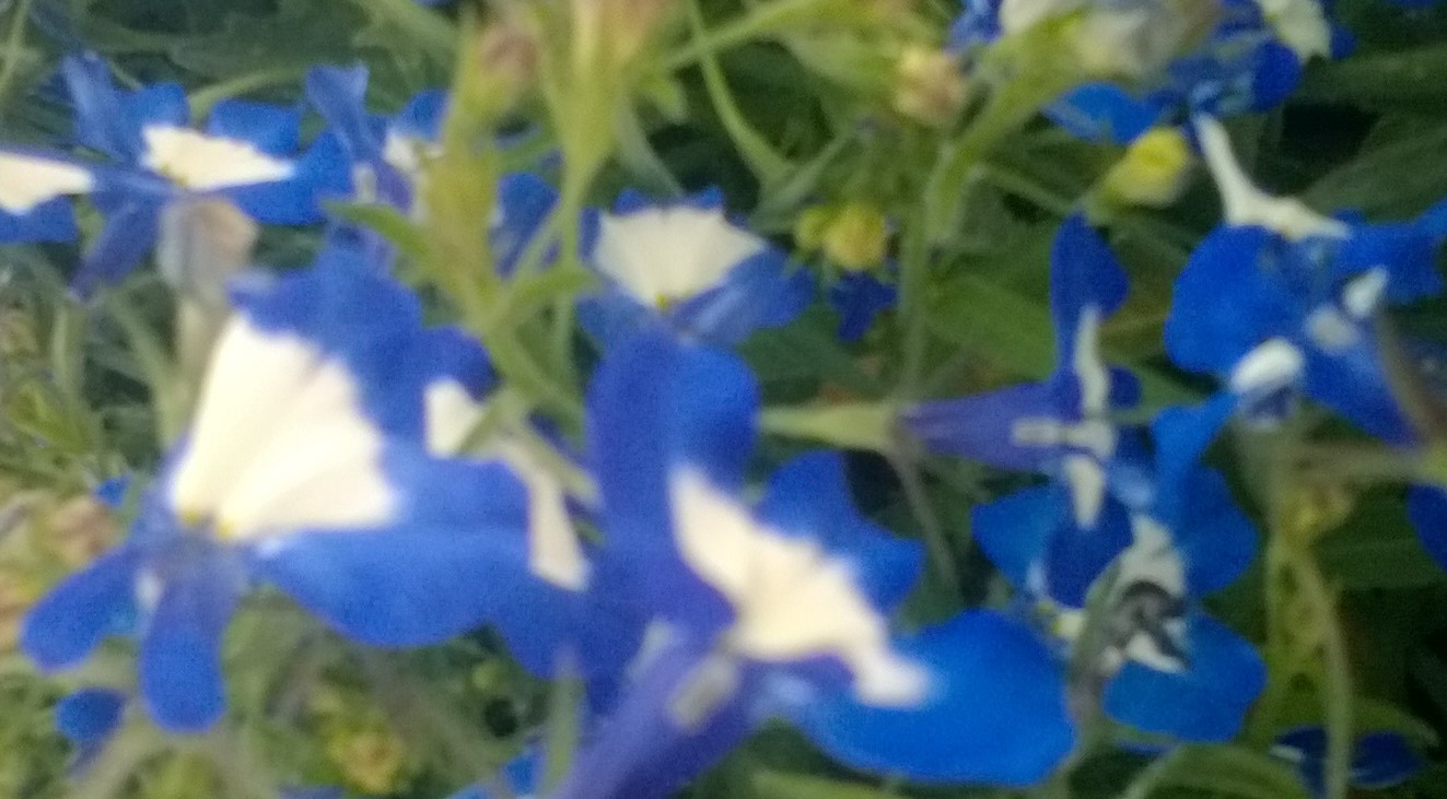 /images/plants/Lobelia-Waterfall_Blue_Ice.jpg