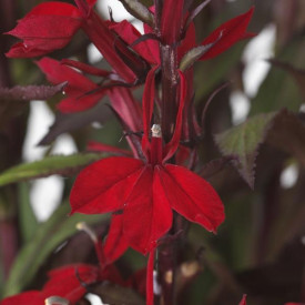 /images/plants/Lobelia_Starship_Scarlet_Bronze_Leaf.jpg