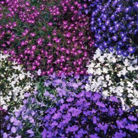 /images/plants/Lobelia_String_of_Pearls_Mixed.jpg