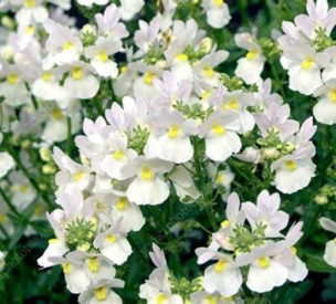 /images/plants/Nemesia_Wisley_Vanilla.jpg
