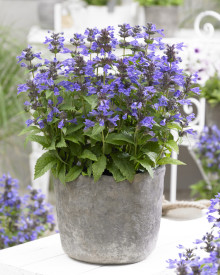 /images/plants/Nepeta-Neptune.jpg