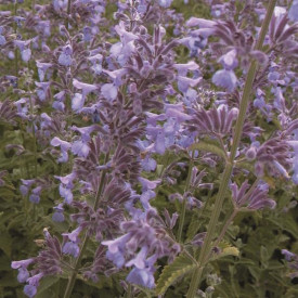 /images/plants/Nepeta_Six_Hills_Giant.jpg