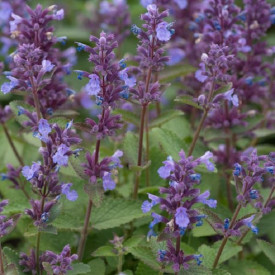 /images/plants/Nepeta_Whispurr_Blue.jpg