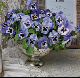 /images/plants/Pansy-EVO-F1-Marina.jpg