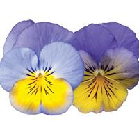 /images/plants/Pansy_Cool_Wave___Morpho.jpg