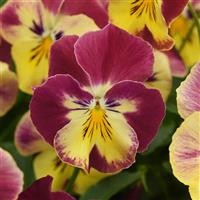 /images/plants/Pansy_Cool_Wave___Strawberry_Swirl.jpg