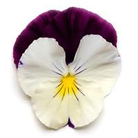 /images/plants/Pansy_Cool_Wave___Violet_Wing.jpg