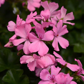 /images/plants/Pelargonium__Geranium__Marcada_Pink.jpg
