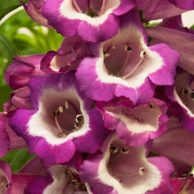 /images/plants/Penstemon_Arabesque_Violet.jpg