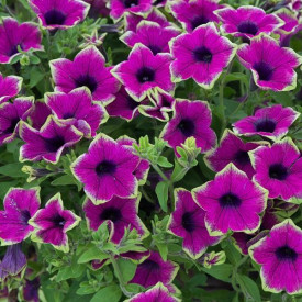 /images/plants/Petunia_Designer_Buzz_Purple.jpg