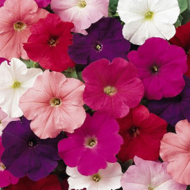 /images/plants/Petunia_Frenzy_Select_Mix.jpg