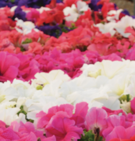 /images/plants/Petunia_Parade_Mixed.png