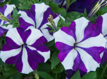 /images/plants/Petunia_Surfinia_Blue_Star.jpg