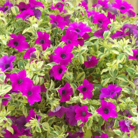 /images/plants/Petunia_Surfinia_Variegated_Purple.jpg