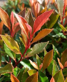 /images/plants/Photinia_Chico.jpg