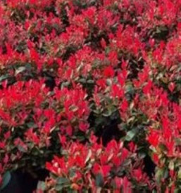 /images/plants/Photinia_Little_Fenna.jpg